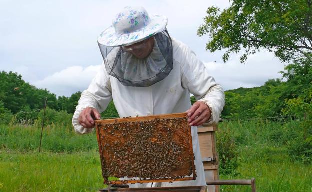 Refuerzan las ayudas a los apicultores para compensar el avance de la avispa asiática