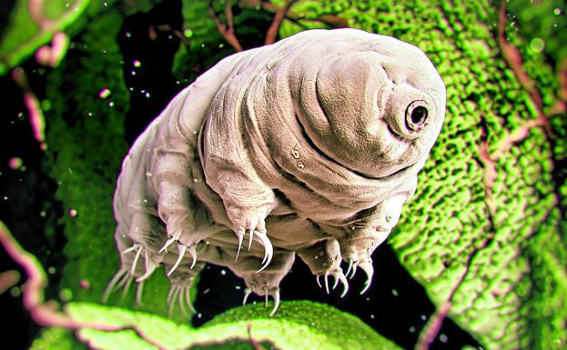 ¿Hay vida en la Luna?