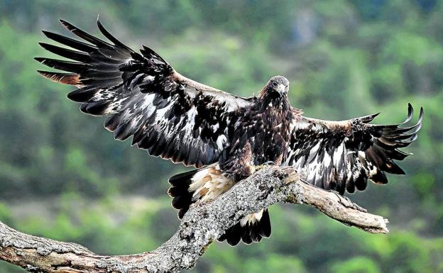 El escondite alavés de la reina de las aves