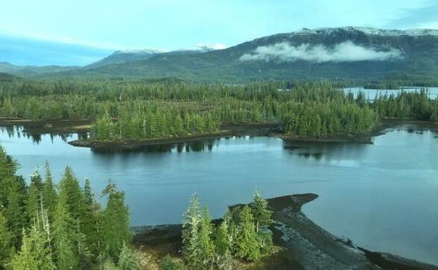 Trump permitirá la explotación de un bosque protegido de Alaska