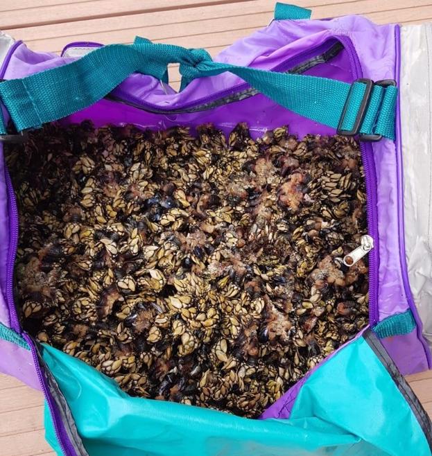 La Ertzaintza requisa 48 kilos de ostras y percebes a cuatro furtivos en Bermeo y Sukarrieta