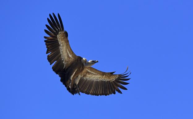 La Fiscalía culpa a un matadero clandestino del aumento de buitres en el aeropuerto de Loiu