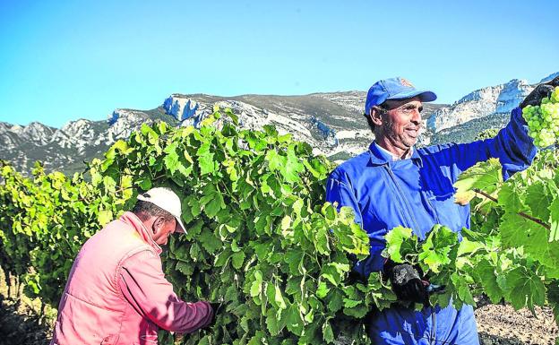 Rioja Alavesa comienza una vendimia que puede ser histórica por la calidad de la uva