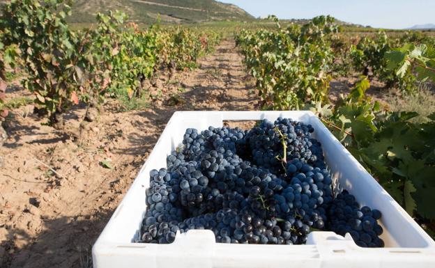 Rioja Alavesa, diferenciarse para sumar