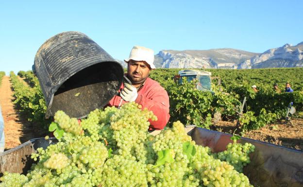 La vendimia se ralentiza tras unas lluvias que aumentan el riesgo de daños en la uva