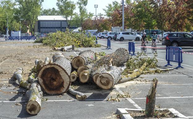 La tala de árboles por las obras del BEI asciende ya a 122 ejemplares