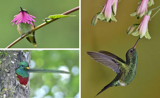 Una sinfonía con alas en Ataria