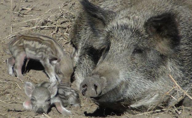 El jabalí, valiente y peligroso