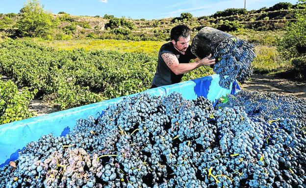 Rioja Alavesa cierra una vendimia de gran calidad pero con un 20% menos de uva