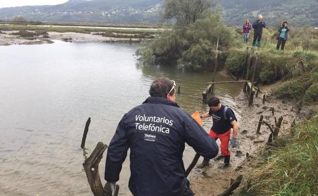 Voluntarios retiran más de 300 kilos de basura en las marismas de Urdaibai