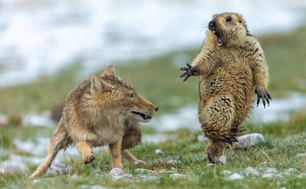 El otro día de la marmota