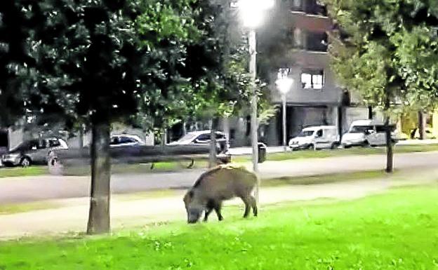 Cuestión de colmillos