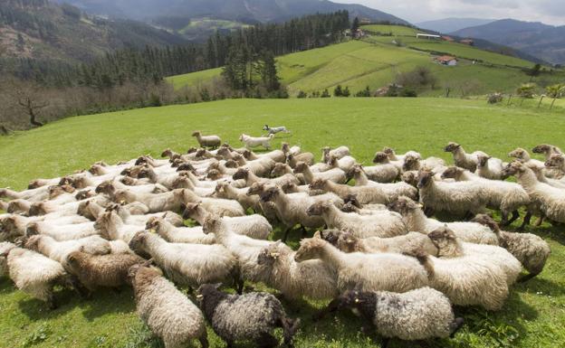 Paseo por las ermitas de Zeberio