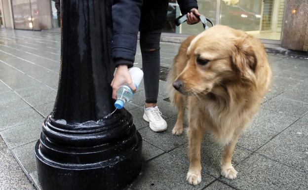 El Ayuntamiento de Gijón multará a quienes no limpien los orines de sus perros en las aceras