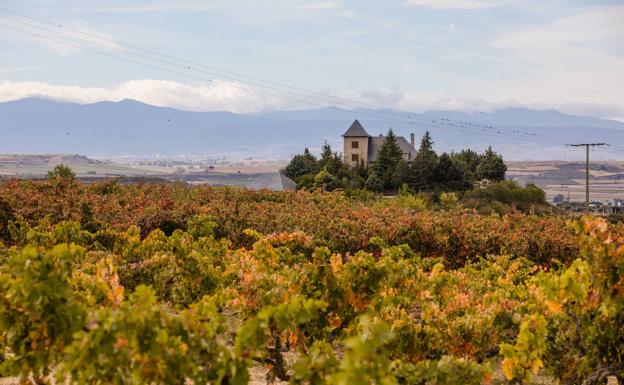 La DOC Rioja paraliza hasta 2021 la plantación de 1.780 nuevas hectáreas de viñedo