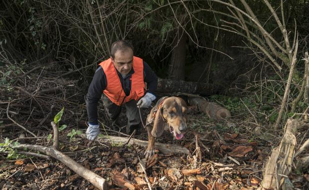 «El jabalí es estratega y un superviviente nato»