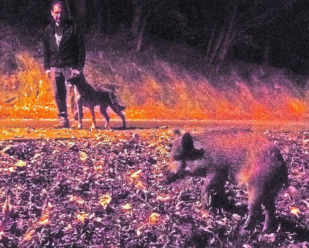 El jabalí enseña el colmillo en núcleos habitados de Bizkaia