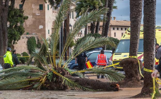 Fallece una mujer tras caerle una palmera por el fuerte viento en Mallorca