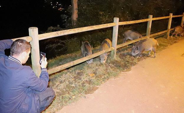 «El jabalí es un problema de seguridad en Basauri», admite la Diputación