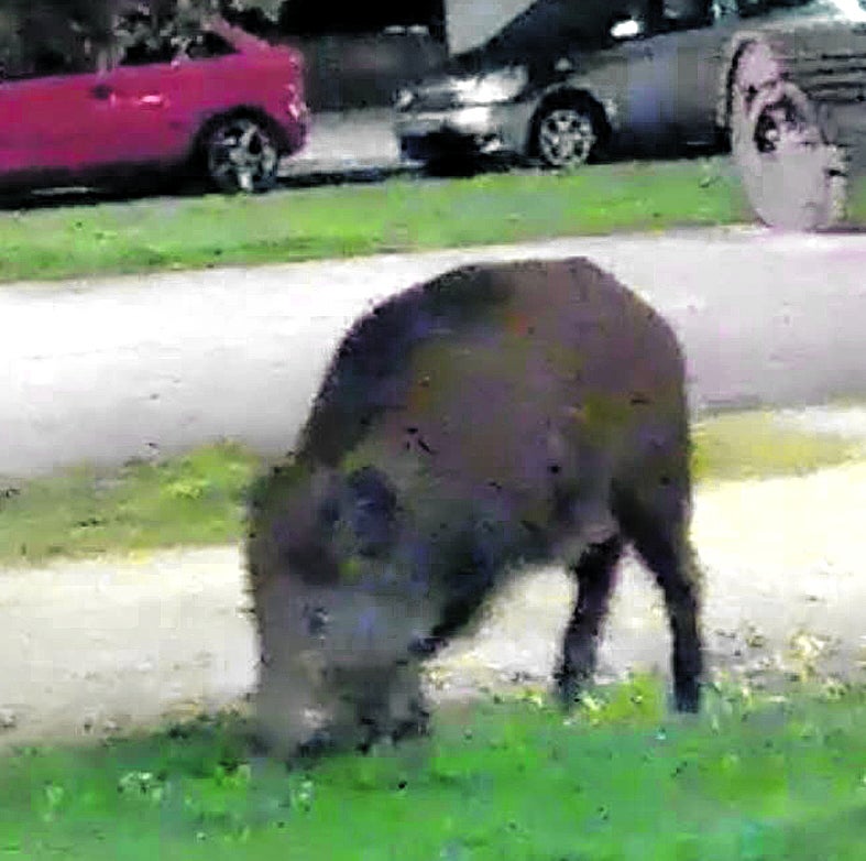 El número de jabalíes en Salburua disminuyó de 40 a 20 en verano