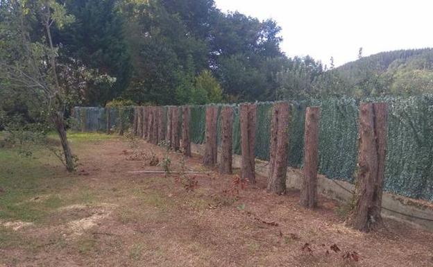 Un juzgado obliga a una vecina de Artea a talar 100 cipreses de su jardín