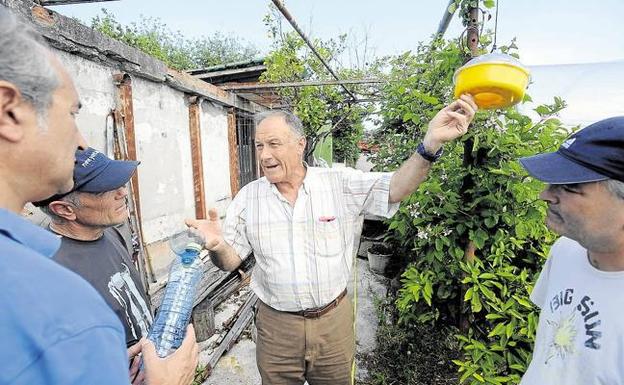 Vecinos de Andra Mari y Neguri capturan 300 avispas asiáticas