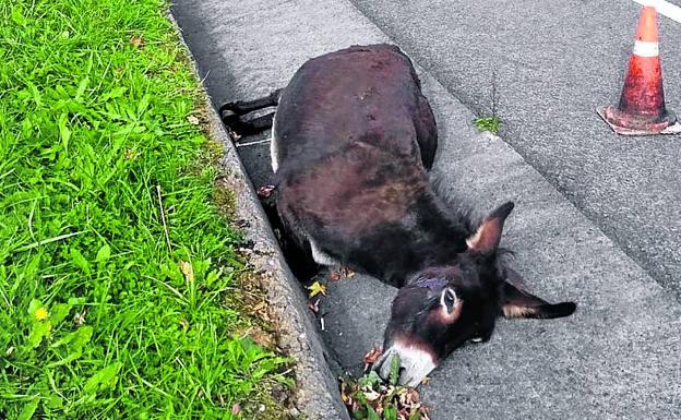 Exceso de velocidad, «trompos» y fauna muerta en La Arboleda