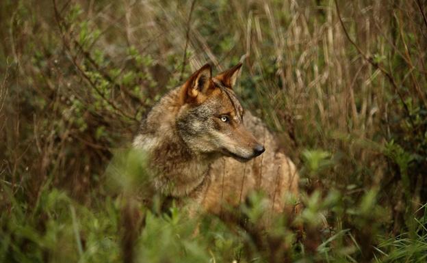 «Constantes ataques» de lobos a ganado disparan las alertas en Álava