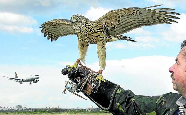 Foronda busca cetreros para ahuyentar aves del aeropuerto
