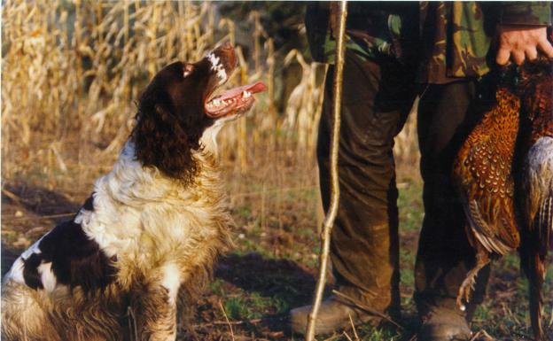 Muere una embarazada de 29 años por el ataque de unos perros de caza en Francia