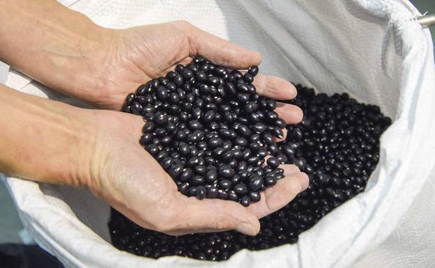 Deliciosas alubias de Tolosa