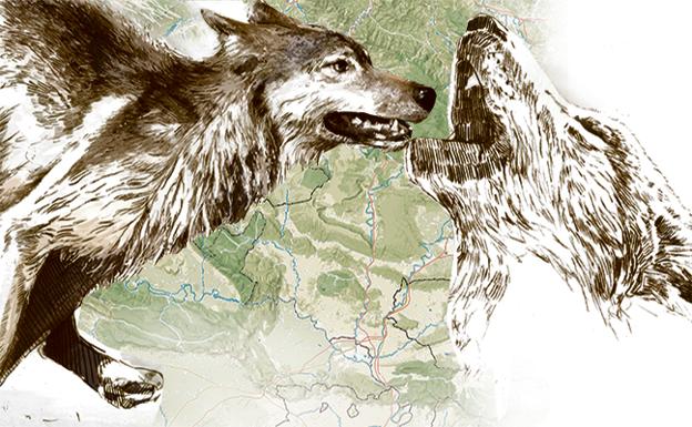 Los ataques de lobos en Álava se multiplican por diez