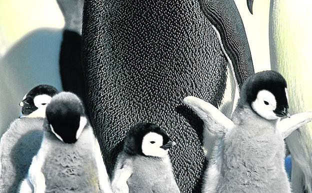 Consecuencias del cambio climático: «Pingüino emperador y oso polar...¿sin hielo?»