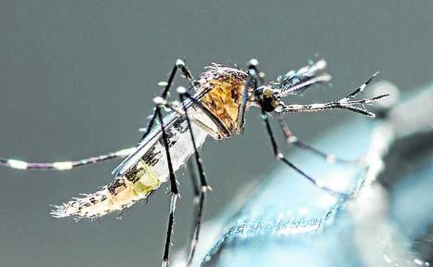 Plagas, mosquitos peligrosos, medusas... especies invasoras que llegan a Euskadi