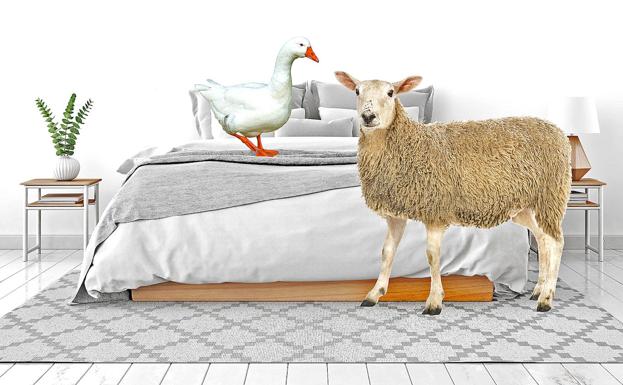 Sueños de pluma o lana