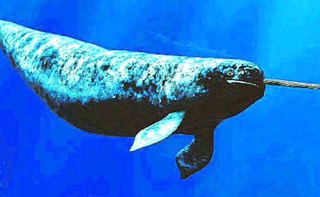 El unicornio justiciero