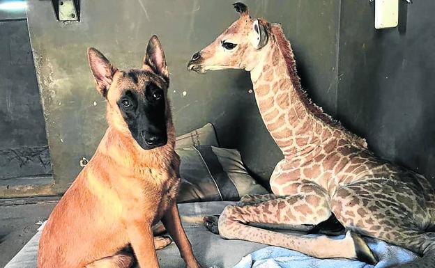 Perro y jirafa, amistad animal y a muerte