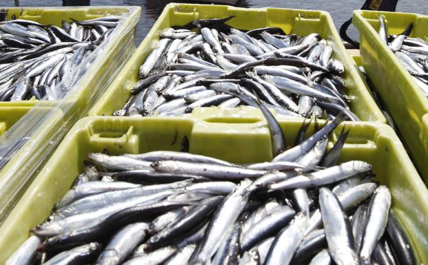 Desciende la población de anchoa joven en el Golfo de Bizkaia