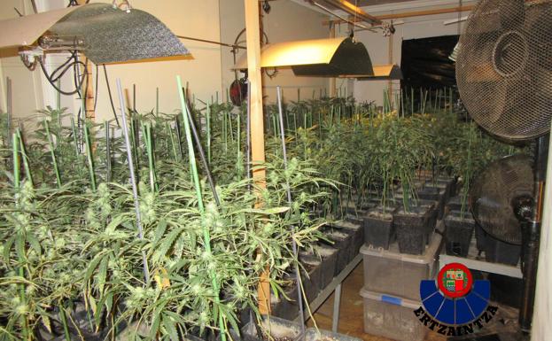 Detenido un hombre que cultivaba 1.600 plantas de marihuana en su casa de Zigoitia