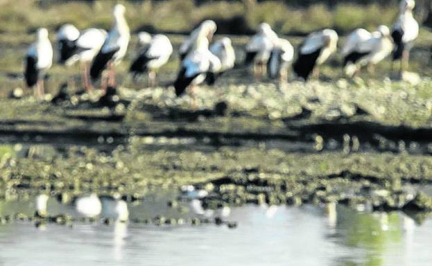 Regresan a los humedales alaveses las aves invernantes, algunas cada año más escasas