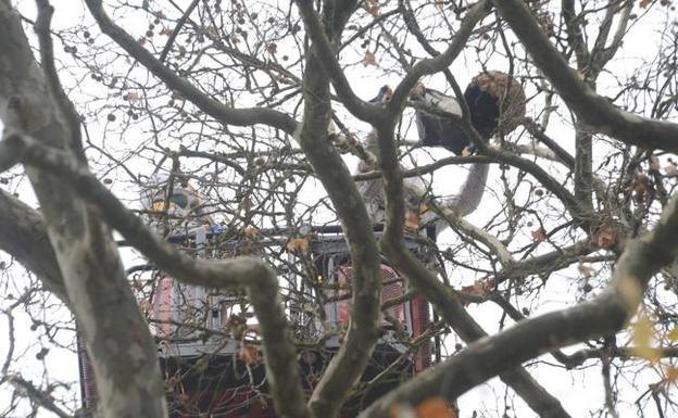 Orduña reduce un 80% los nidos de avispa asiática respecto al año 2018