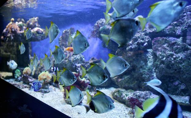 La Diputación afirma que la decisión de cerrar el acuario de Getxo «es municipal»