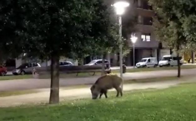 Vitoria abate con arqueros solo la mitad de los jabalíes previstos