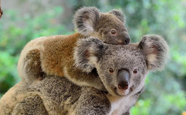 El gesto solidario de una firma vasca para ayudar en los incendios de Australia