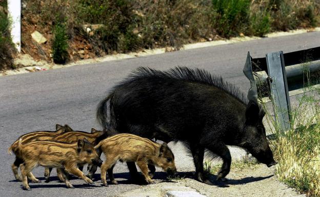 Un jabalí de paseo por las calles de Urduliz