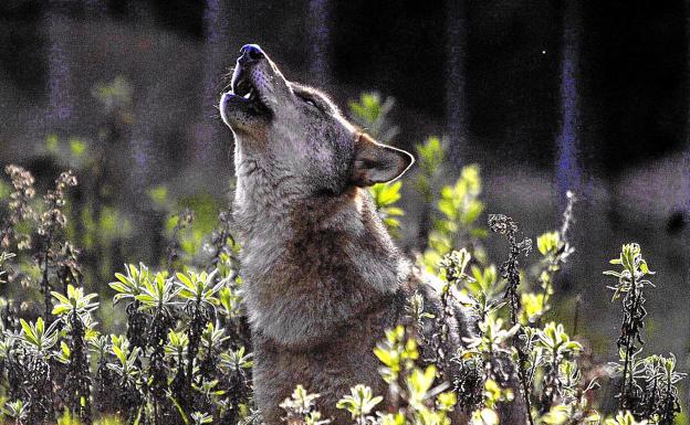 Los ecologistas llevarán a la Fiscalía la caza del lobo autorizada por la Diputación