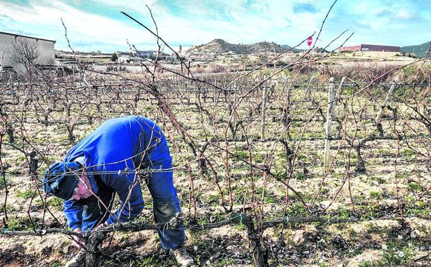 González cree «un error» dejar Rioja pero dice que «respeta» Viñedos de Álava