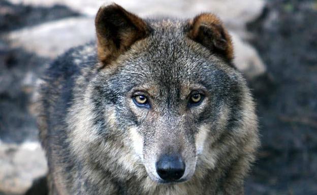 La Diputación de Álava aplaza la caza del lobo tras su inclusión como especie amenazada