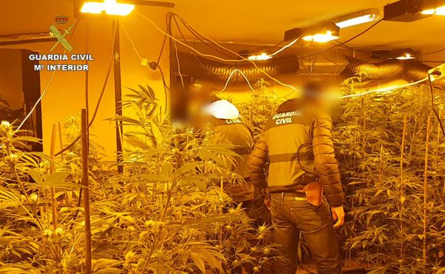 La nueva marihuana que tiene a la Guardia Civil en vilo