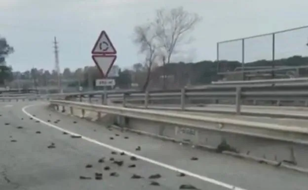Aparecen muertos decenas de pájaros en la autovía de Salou